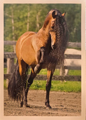 Buckskin horse with long mane and leg up on natural background