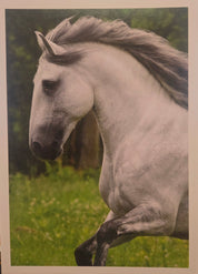 Grey and white horse running on grass background