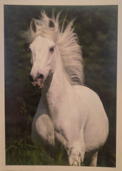 White horse running with mane blowing and shown on grass background