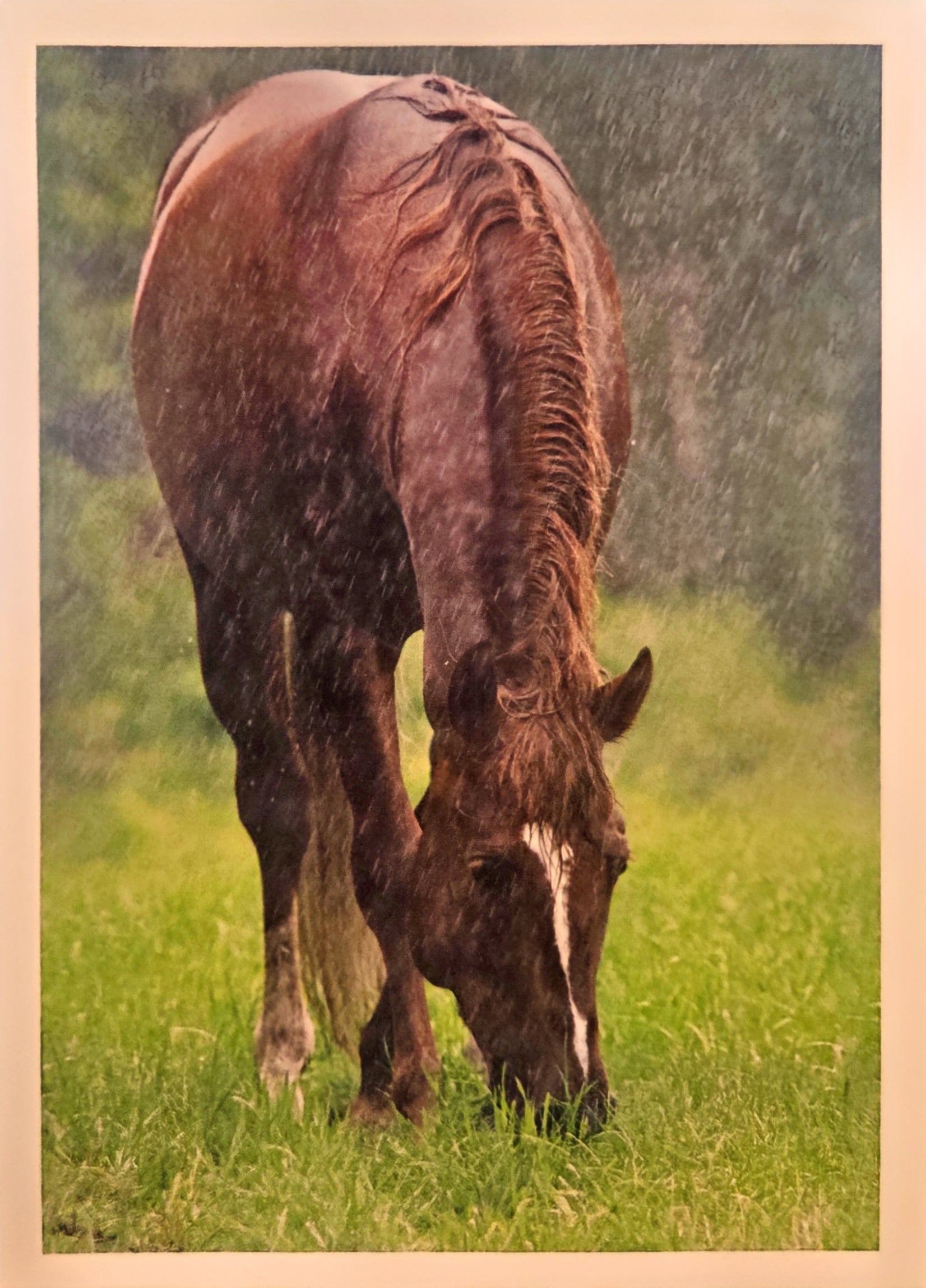 Brown horse shown in rain on grass field