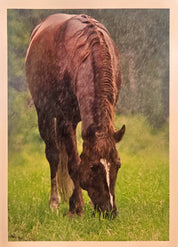 Brown horse shown in rain on grass field