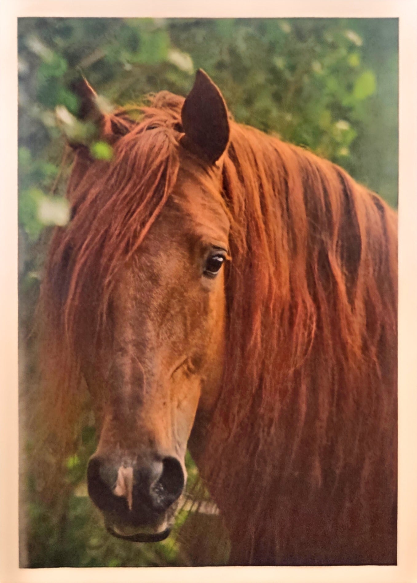 Red horse with long mane shown zoomed in to the horse's face