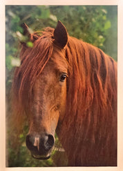 Red horse with long mane shown zoomed in to the horse's face