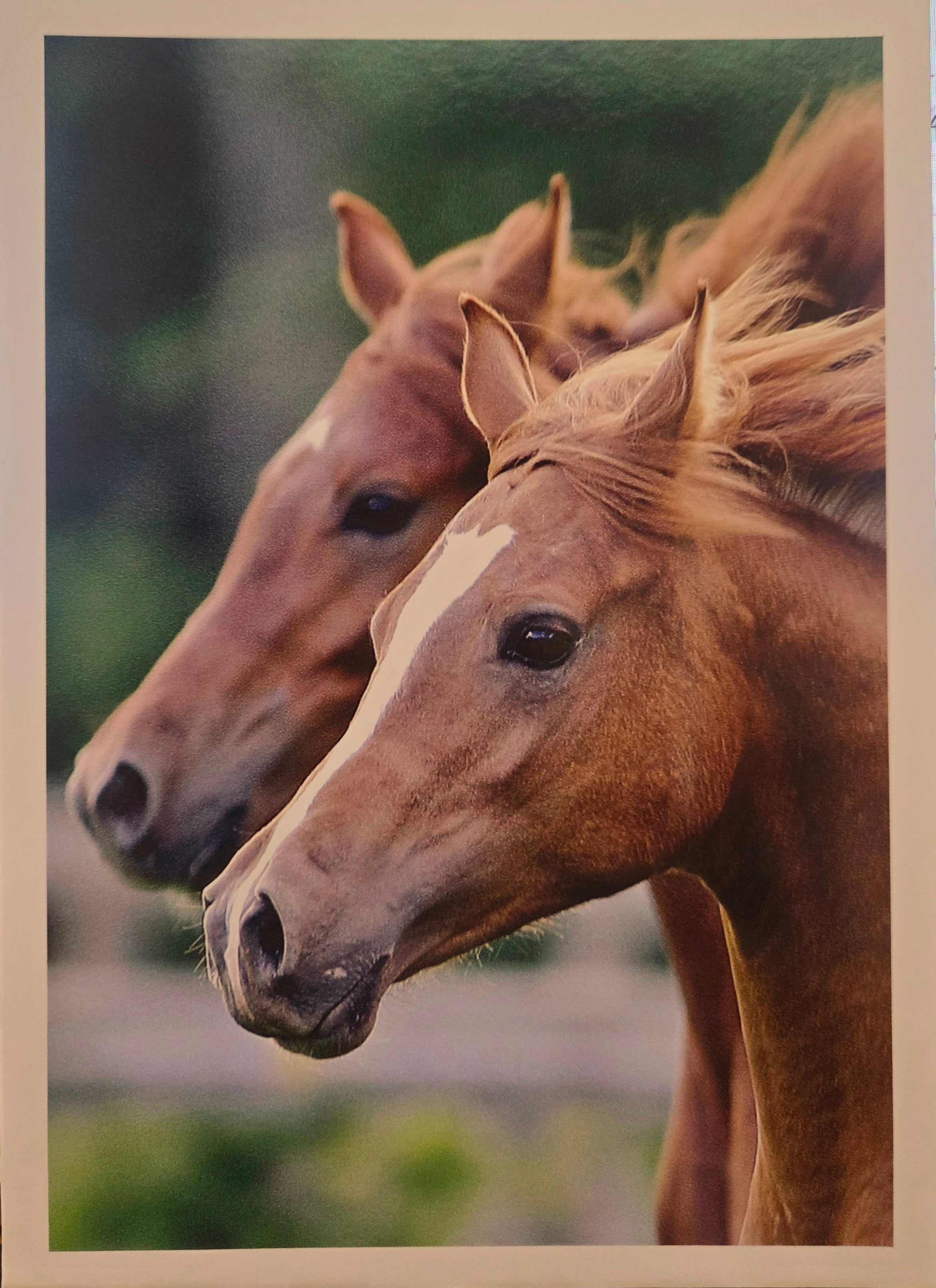 Two horse's red faces shown zoomed in on green background