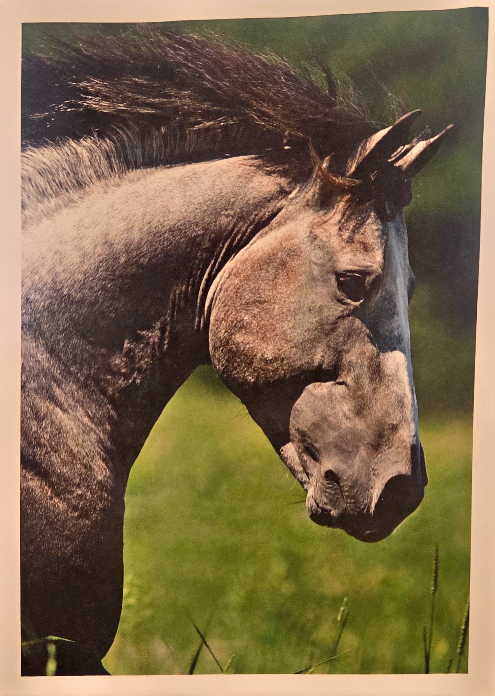 Dark grey horse shown running zoomed  in on horse's face shown on a grass background