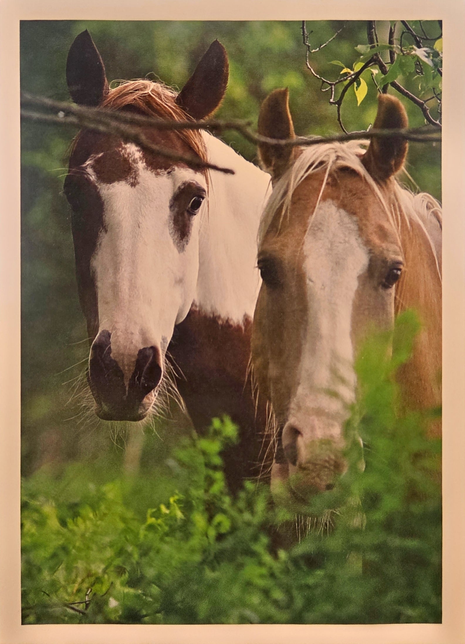 Two spotted horses shown zoomed in with forest setting