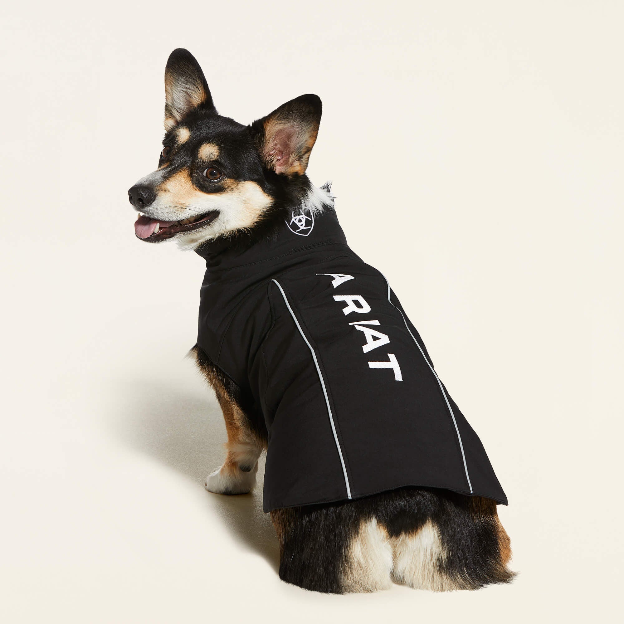 Back view of a Corgi dog wearing the black Ariat Team Softshell Dog Jacket on a plain background