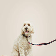 View of a dog model wearing the Team Ariat Dog Leash on a plain background