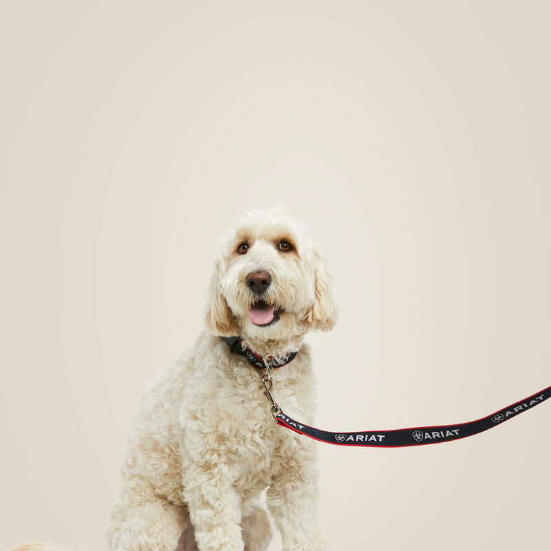 View of a dog model wearing the Team Ariat Dog Leash on a plain background