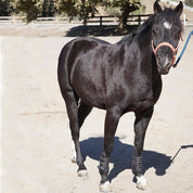 Horse standing in an arena wearing Majyk Equipe Boyd Martin leather tendon boots on front legs