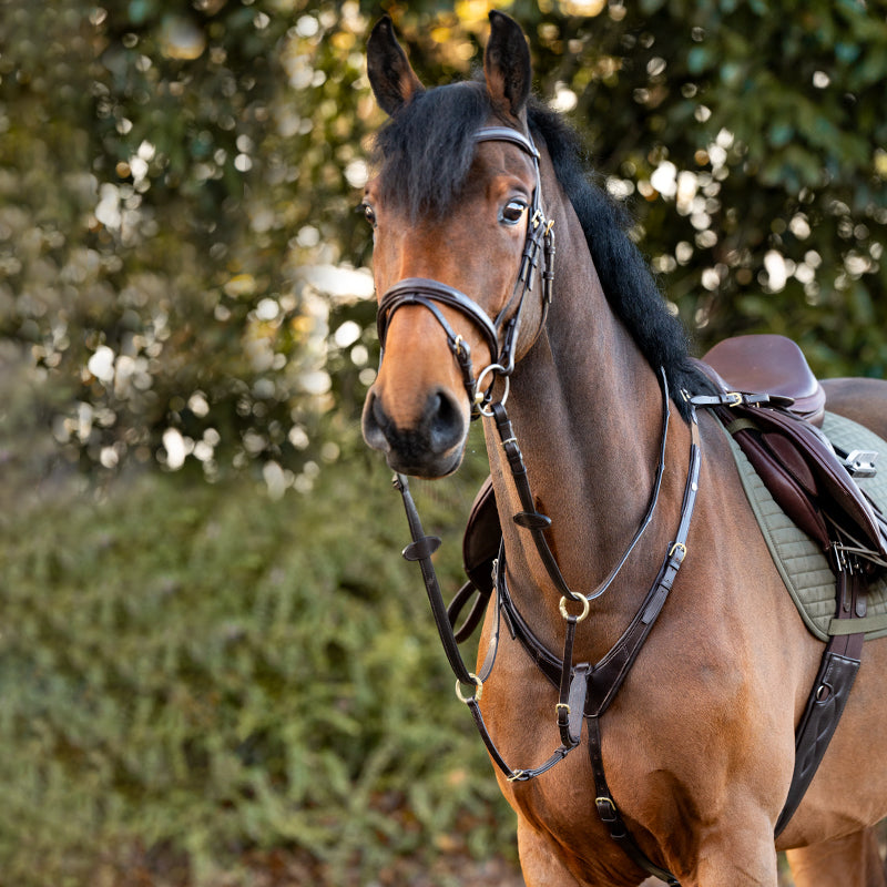 View of a bay horse wearing the Brown/Brass Kavalkade Robin 3-Point Elastic Breastplate while standing outside