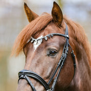 Close-up front view of a liver chestnut horse wearing the Kavalkade Empress Browband while standing outside