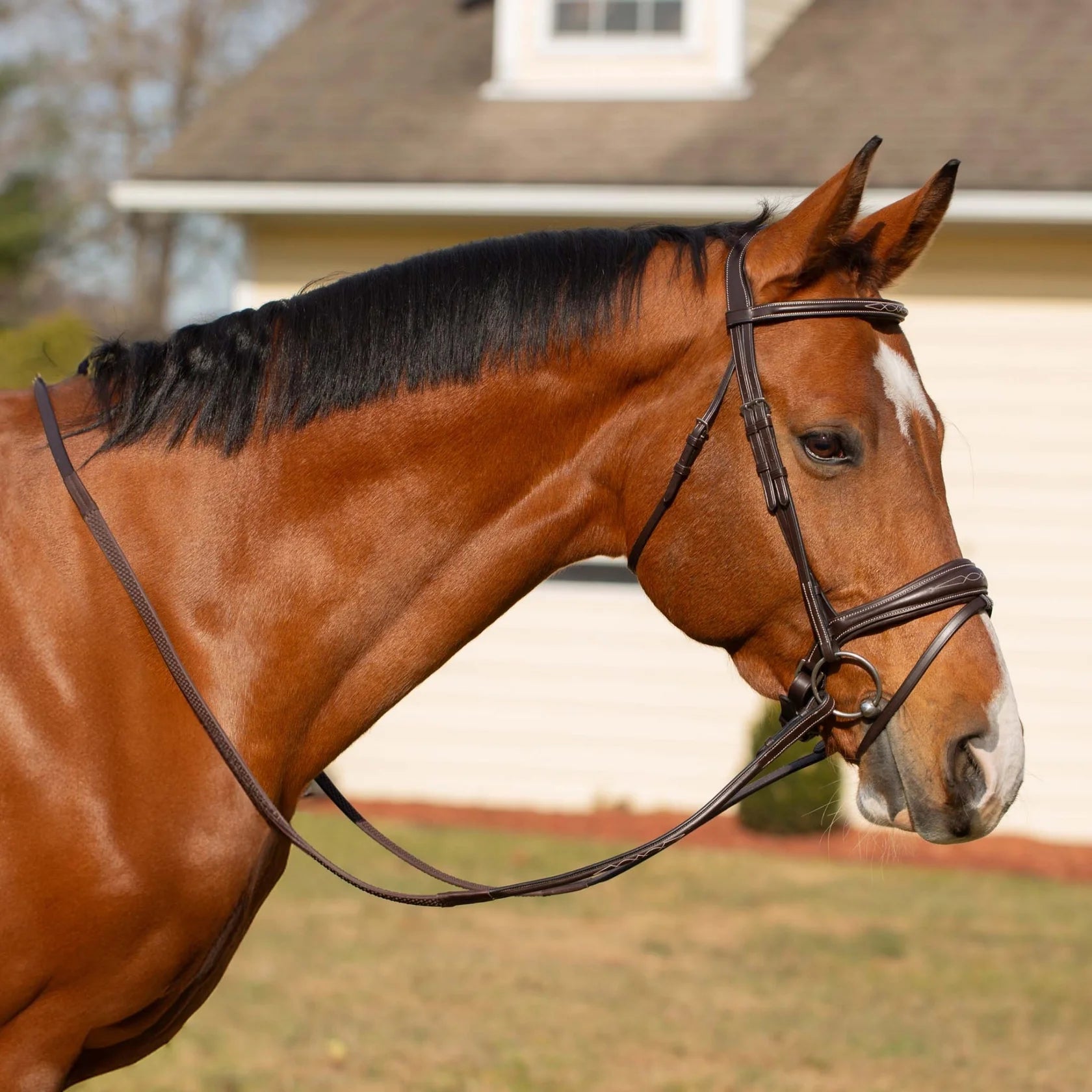 Side view of a horse wearing the Chocolate Brown Equinavia Valkyrie Anatomic Jumper Bridle with Rubber Reins