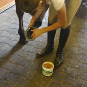 View of a female model applying Hooflex Therapeutic Conditioner Ointment on the bottom of a horse's hoof in a barn aisle