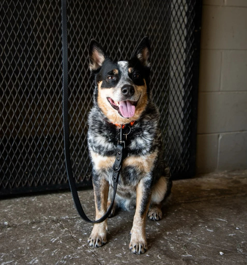 Front view of a cattle dog wearing the Black PRO4MANCE Com4rt Grip Dog Leash while sitting in a barn aisle