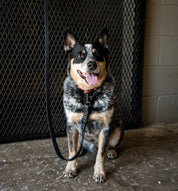 Front view of a cattle dog wearing the Black PRO4MANCE Com4rt Grip Dog Leash while sitting in a barn aisle