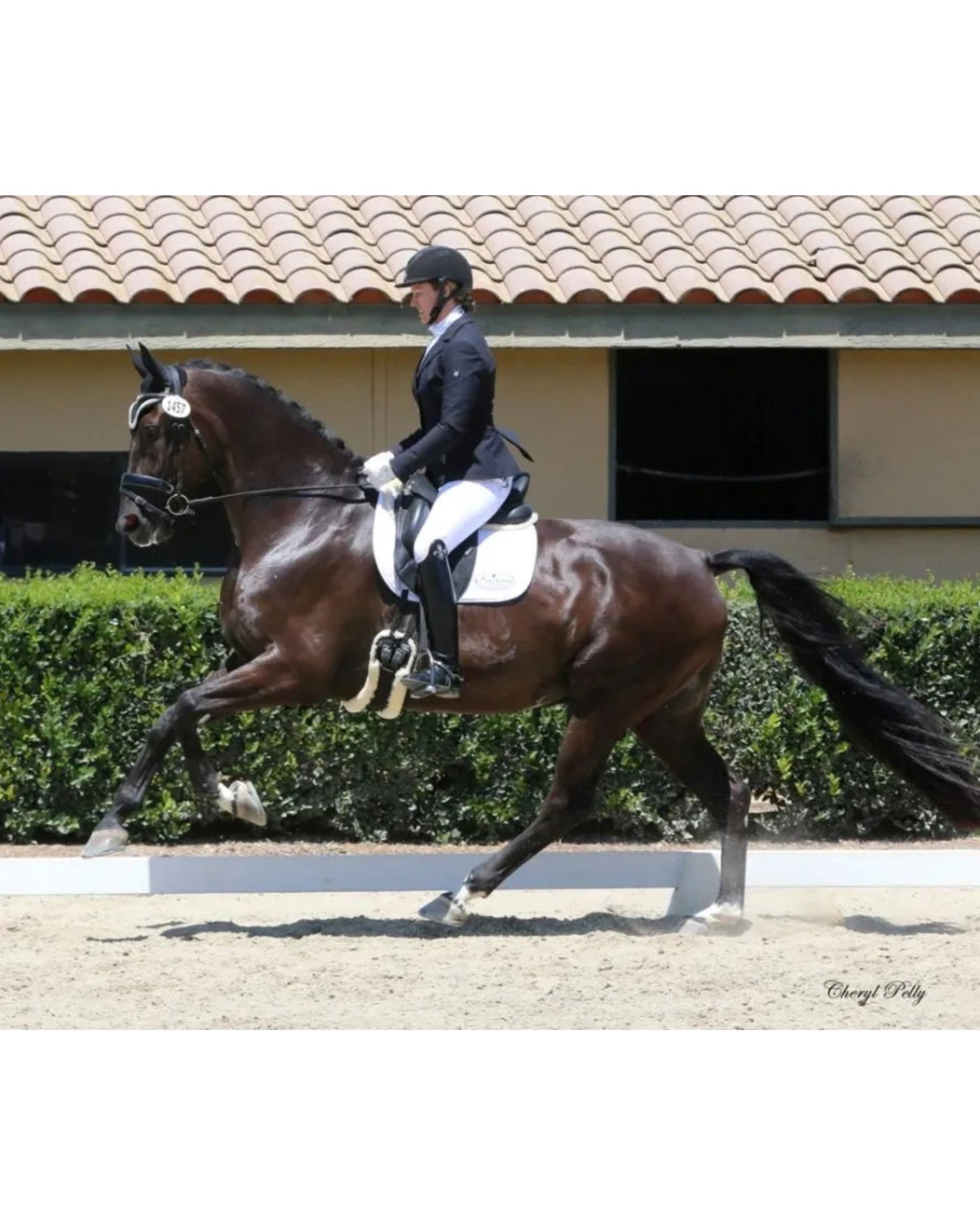 View of a model riding a dark colored horse that is wearing the NSC Natural Sheepskin Moon Dressage Girth in an outdoor arena