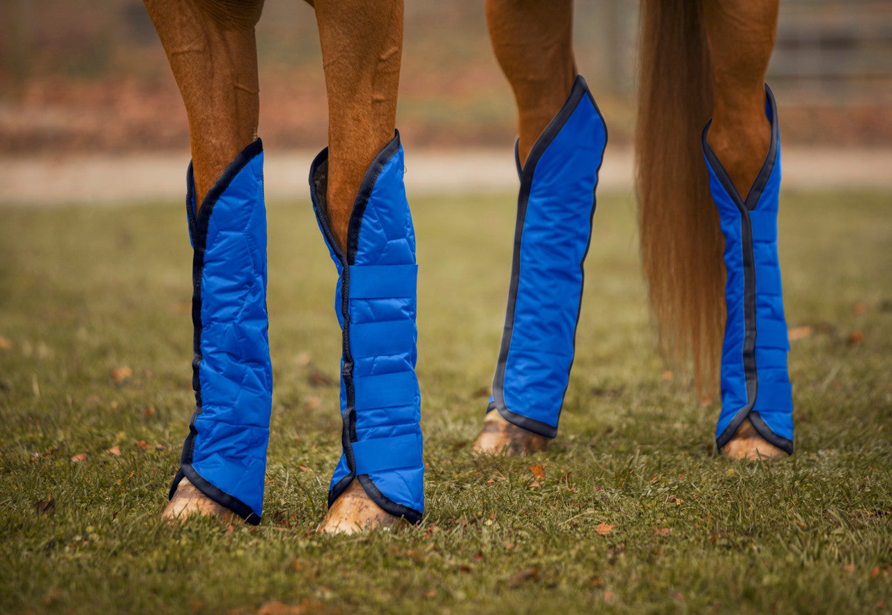 View of a chestnut horse wearing the royal and black Jacks Quilted Shipping Boots while standing outside on grass