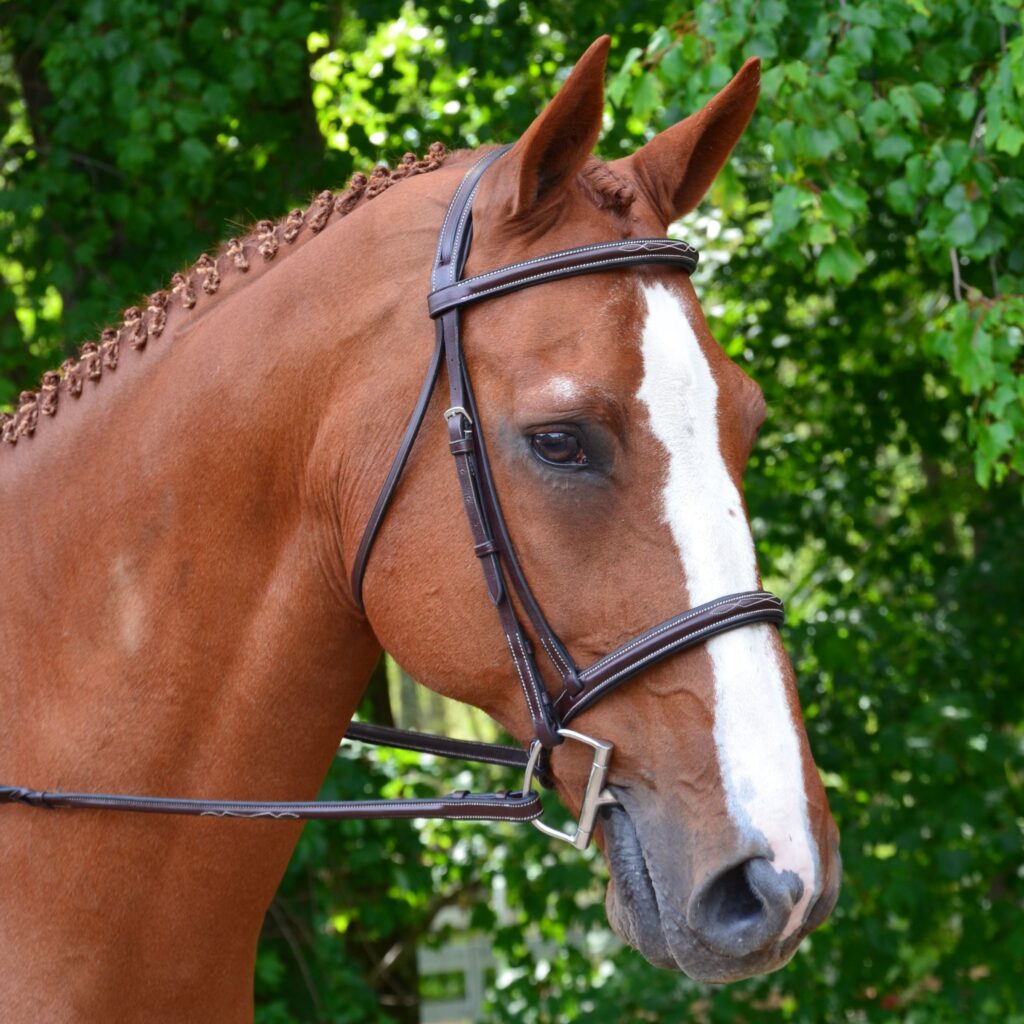 Aster-Bridle-1024x1024.jpg