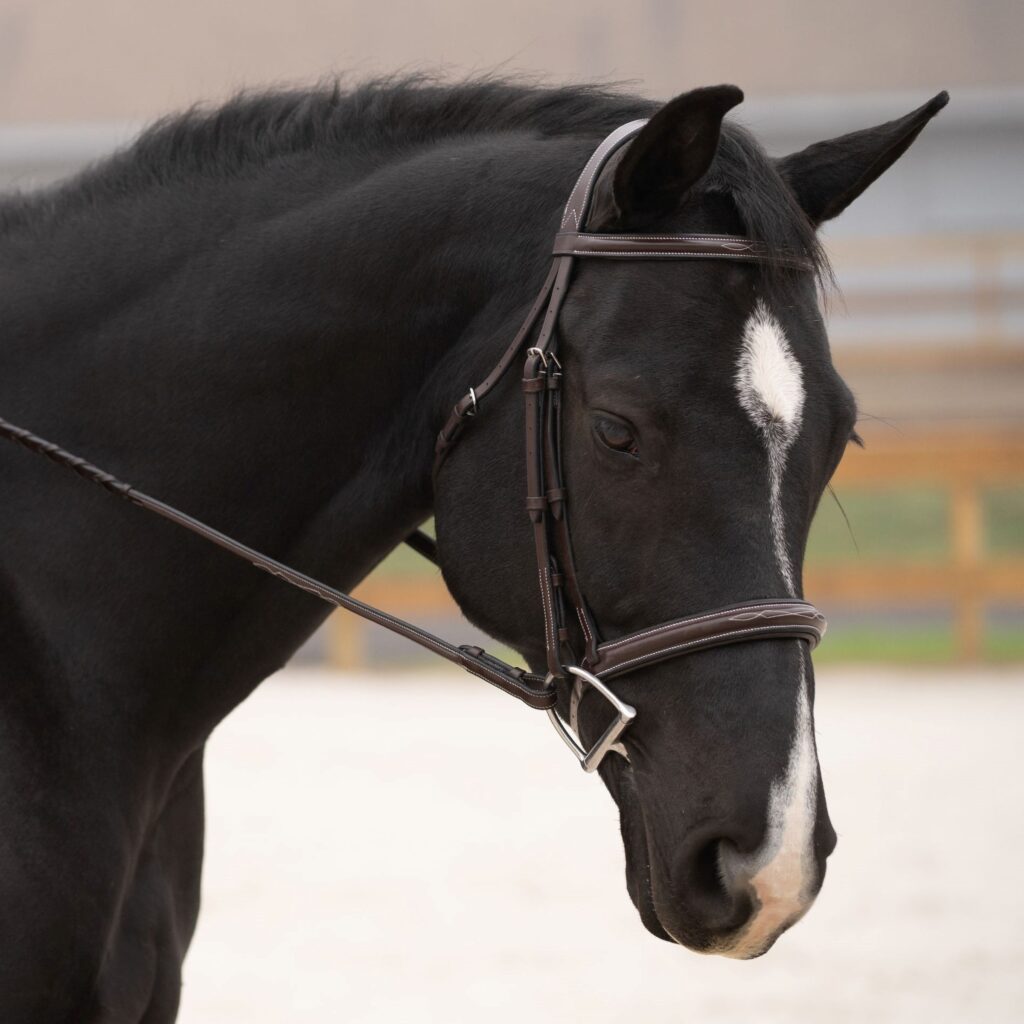 Black Oak Cyprus Bridle