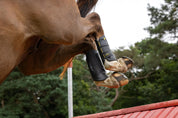 View of a horse wearing the LeMieux MIMsafe XC Hind Boots while going over a jump outside