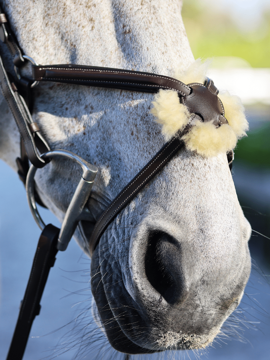 Close-up view of a gray horse wearing the Brown Arion Figure 8 Bridle