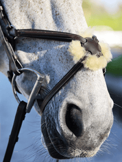Close-up view of a gray horse wearing the Brown Arion Figure 8 Bridle