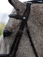 Close-up side view of a gray horse wearing the brown Arion Figure 8 Bridle