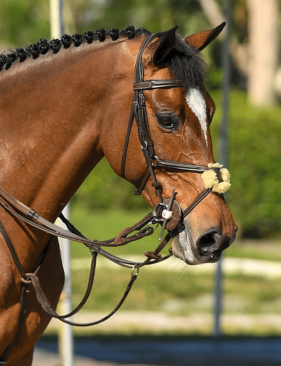 Side view of a bay horse wearing the Brown Arion Figure 8 Bridle while outside