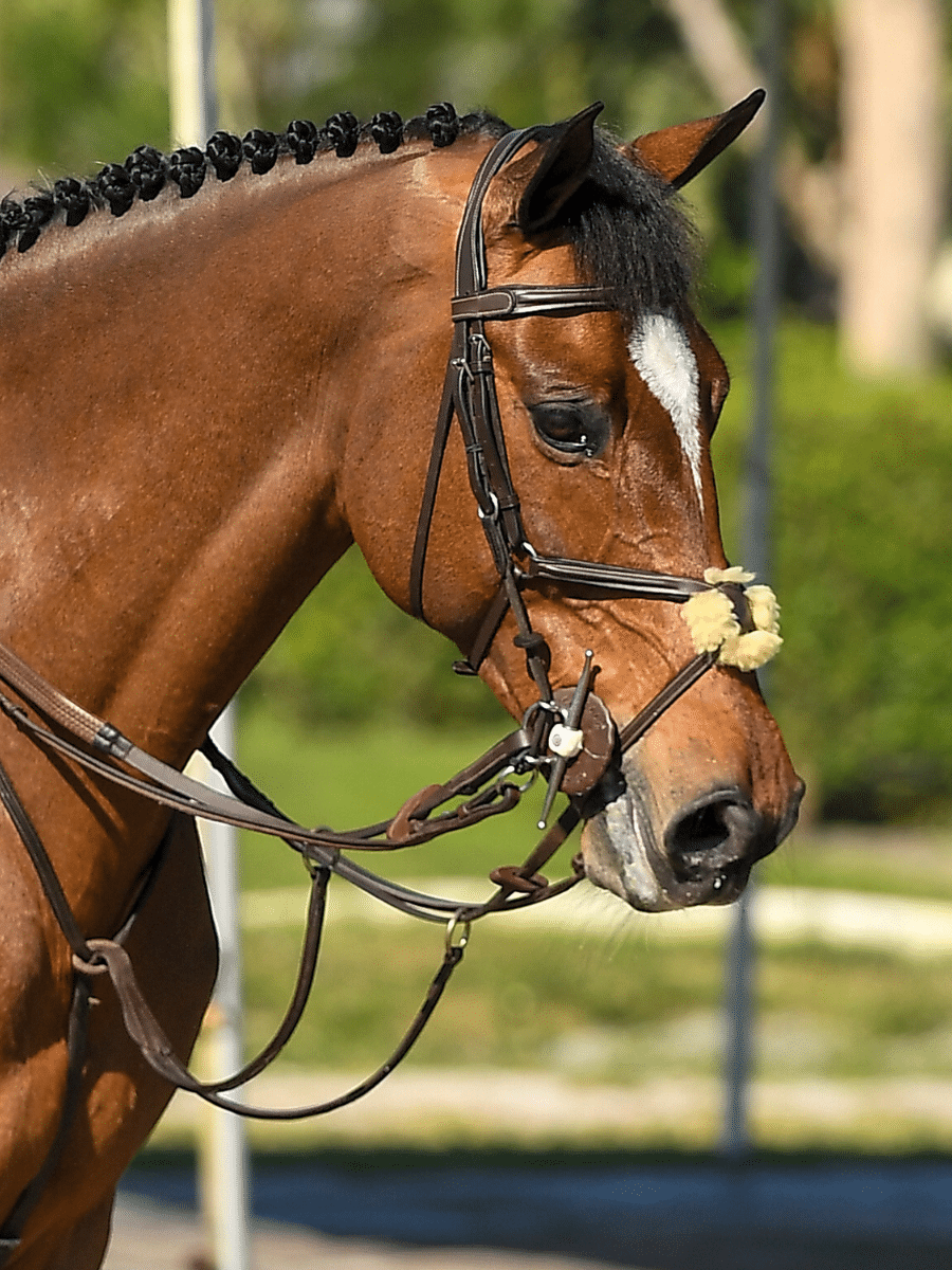 Side view of a bay horse wearing the Brown Arion Figure 8 Bridle while outside