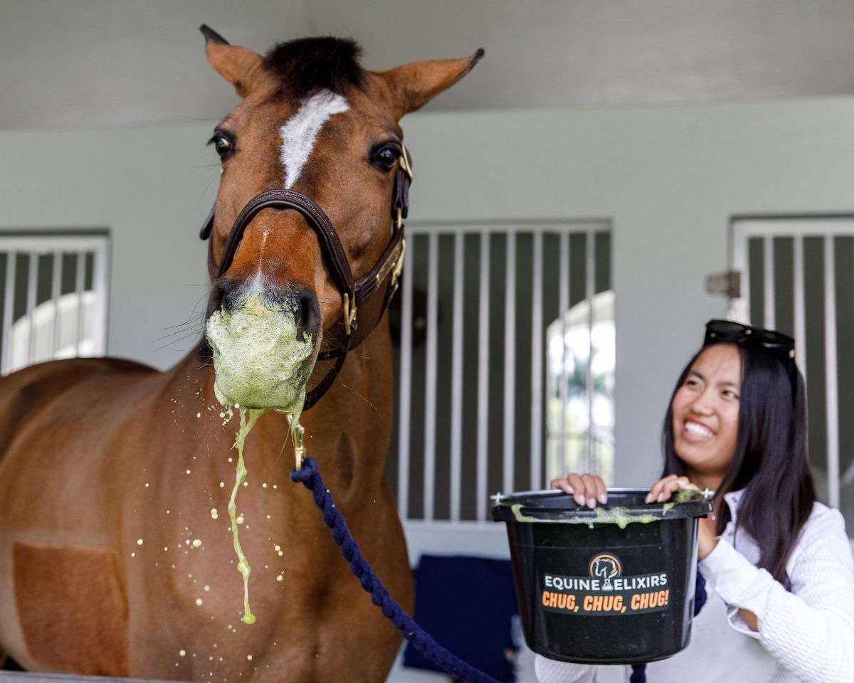Front view of a bay horse with a foamy mouth who just took a drink from a bucket of water with Equine Elixers Chug