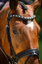 Black Oak Daphne Bridle