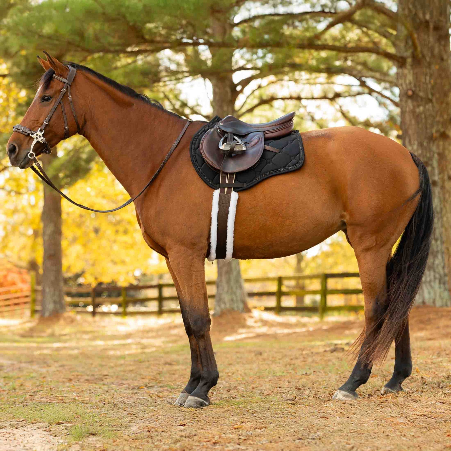 Side view of a bay horse wearing the Black Equinavia Bergen Crystal All Purpose Pad under a brown saddle while standing outside