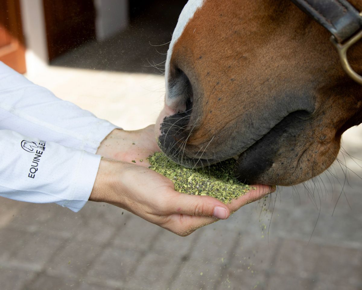 View of a model feeding a horse a handful of Equine Elixirs Pro Bono