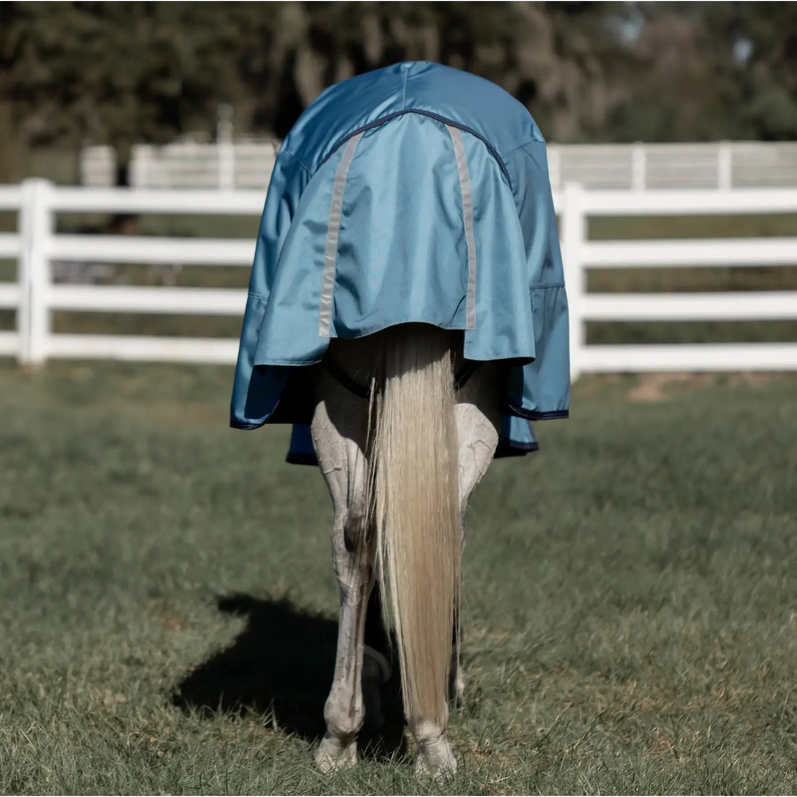 Back view of a gray horse standing in a pasture wearing the Equinavia Thunder 360 0g Detachable Neck Turnout Sheet in blue