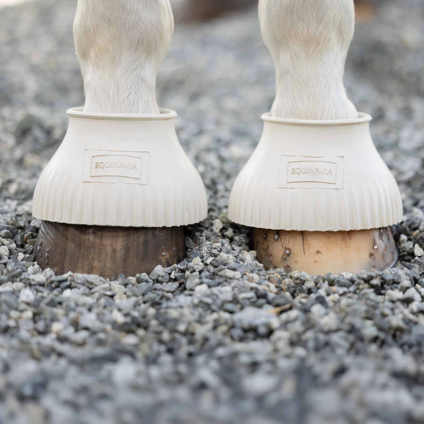 Front closeup view of a horse wearing the White Equinavia Rubber Pull On Bell Boots on small gravel