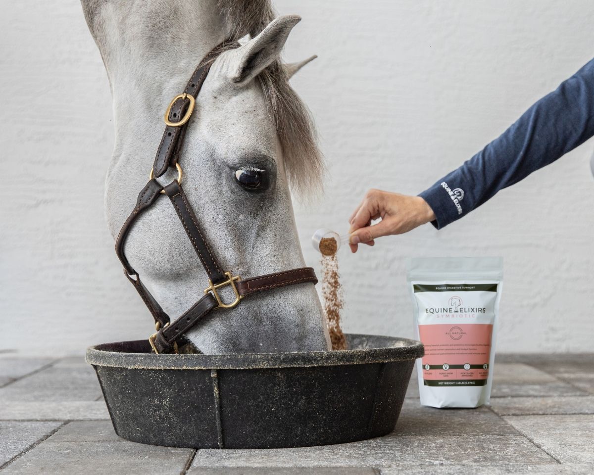 View of a model adding a scoop of Equine Elixirs Symbiotic to a feed bucket while a gray horse is eating from the bucket