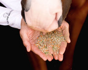 View of a model using her hands to feed a a horse Equine Elixirs Immunox