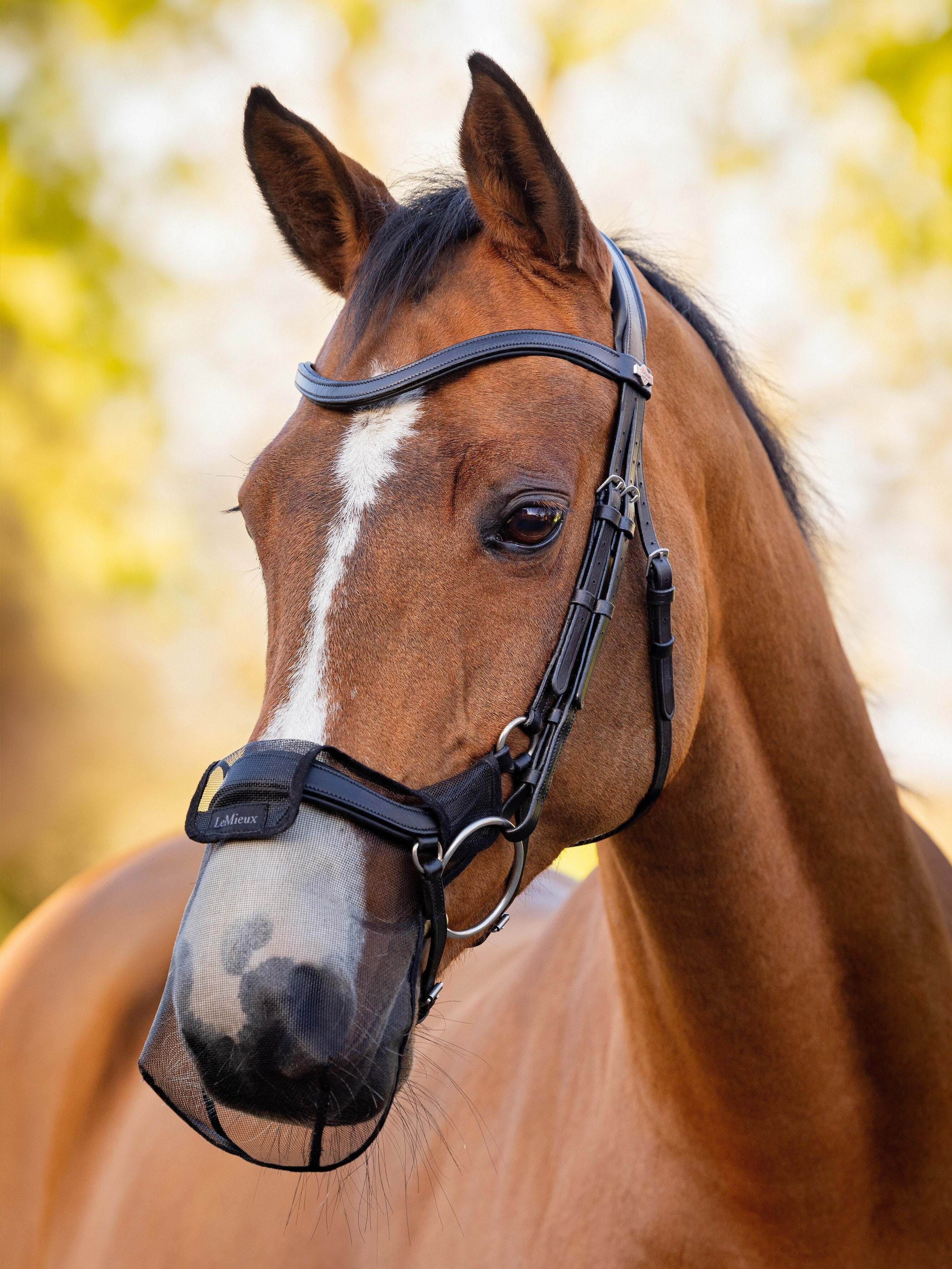 Angled front view of a horse wearing the Drop LeMieux Comfort Shield Nose Filter while standing outside