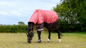 Side view of a horse wearing the Cranberry LeMieux Arika Ripstop 200G Turnout Blanket while grazing in a pasture