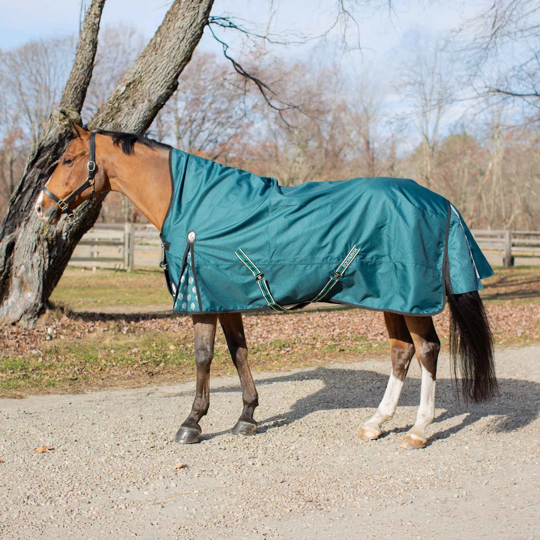 Side view of a horse wearing Deep Green Equinavia Arktis Extended Neck 0g Turnout on a gravel road