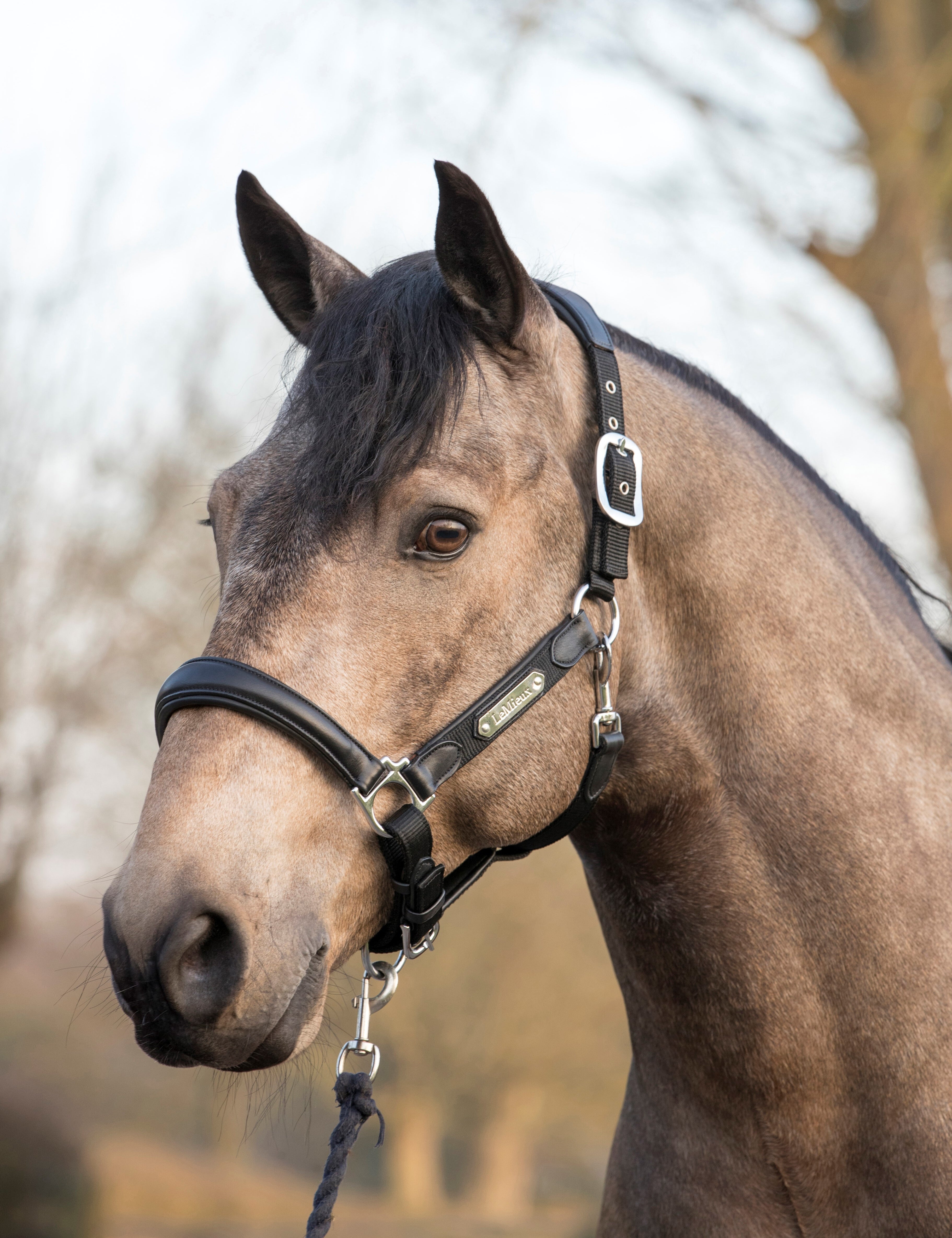 Angled front view of a horse wearing the Black LeMieux Capella Halter outdoors