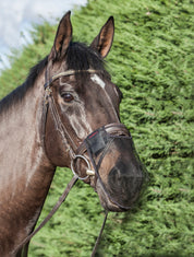 Angled front view of a horse wearing the Classic LeMieux Comfort Shield Nose Filter while standing outside