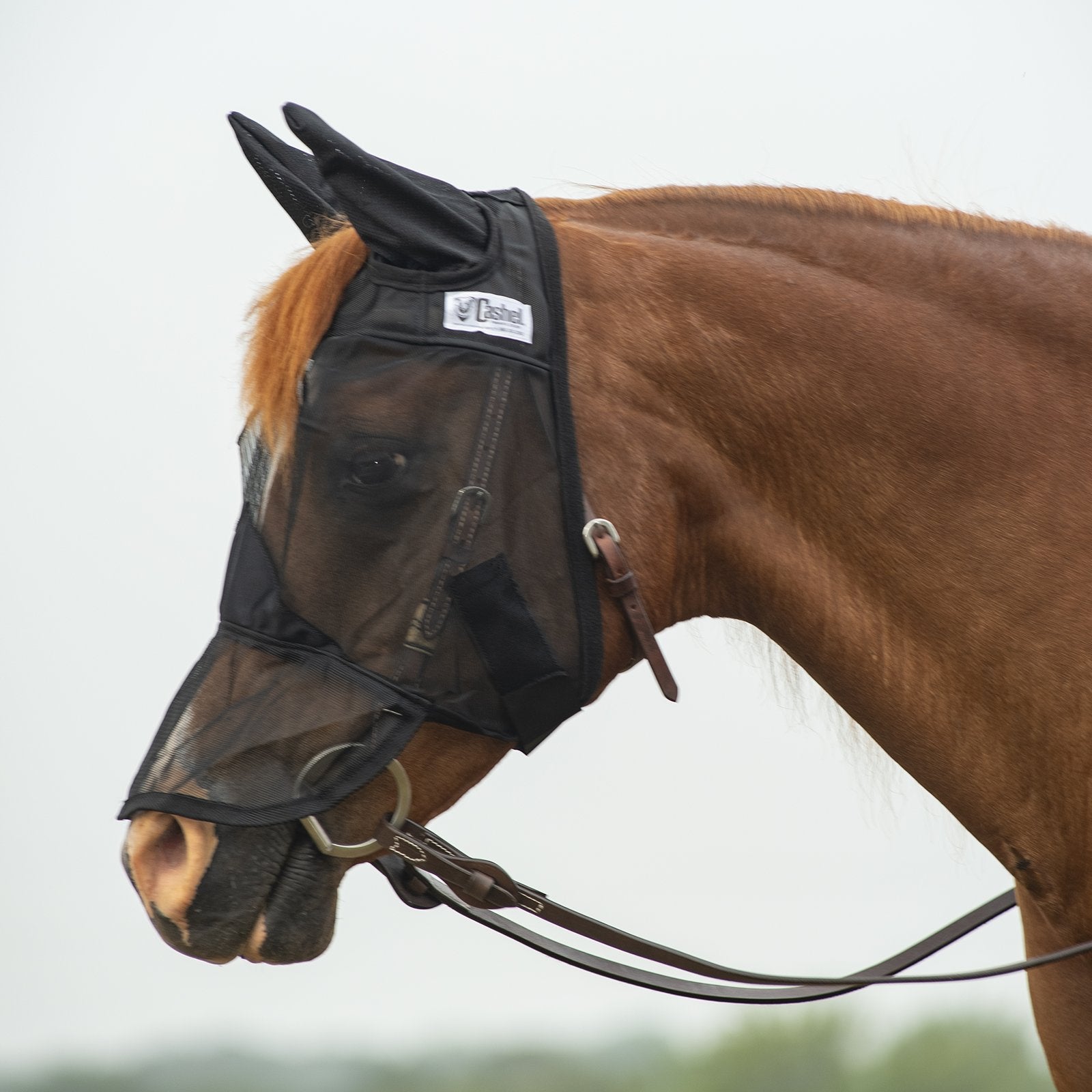 Side view of a chestnut horse wearing the black arabian Cashel Quiet Ride Fly Mask with Long Nose and Ears while standing outside