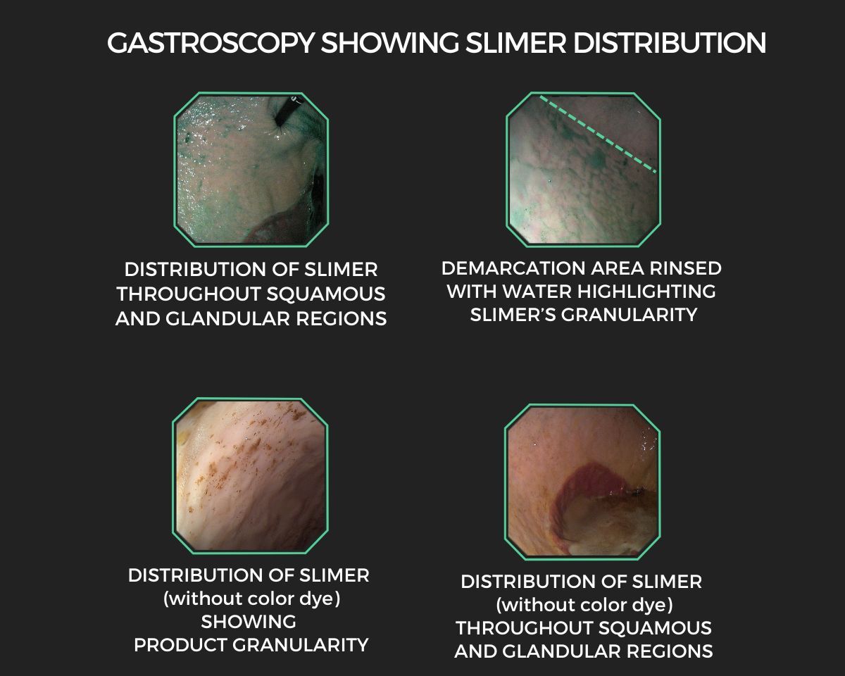 Inforgraphic gastroscopy showing the benefit of Equine Elixirs Slimer