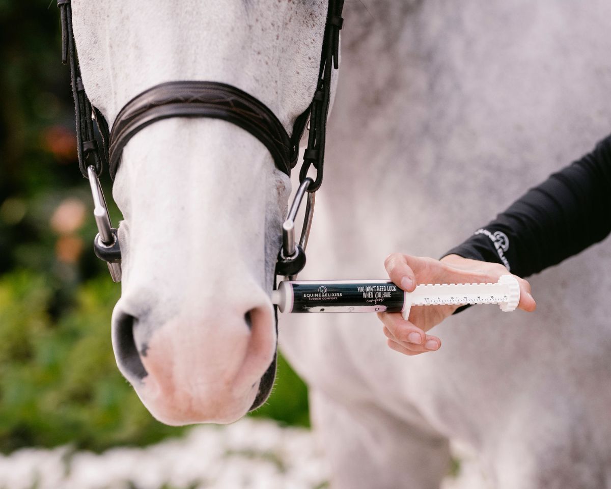 View of a model giving Equine Elixirs Sudden Comfort Paste to a gray horse