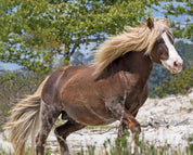 View of Surfer's Riptide the pony trotting outside