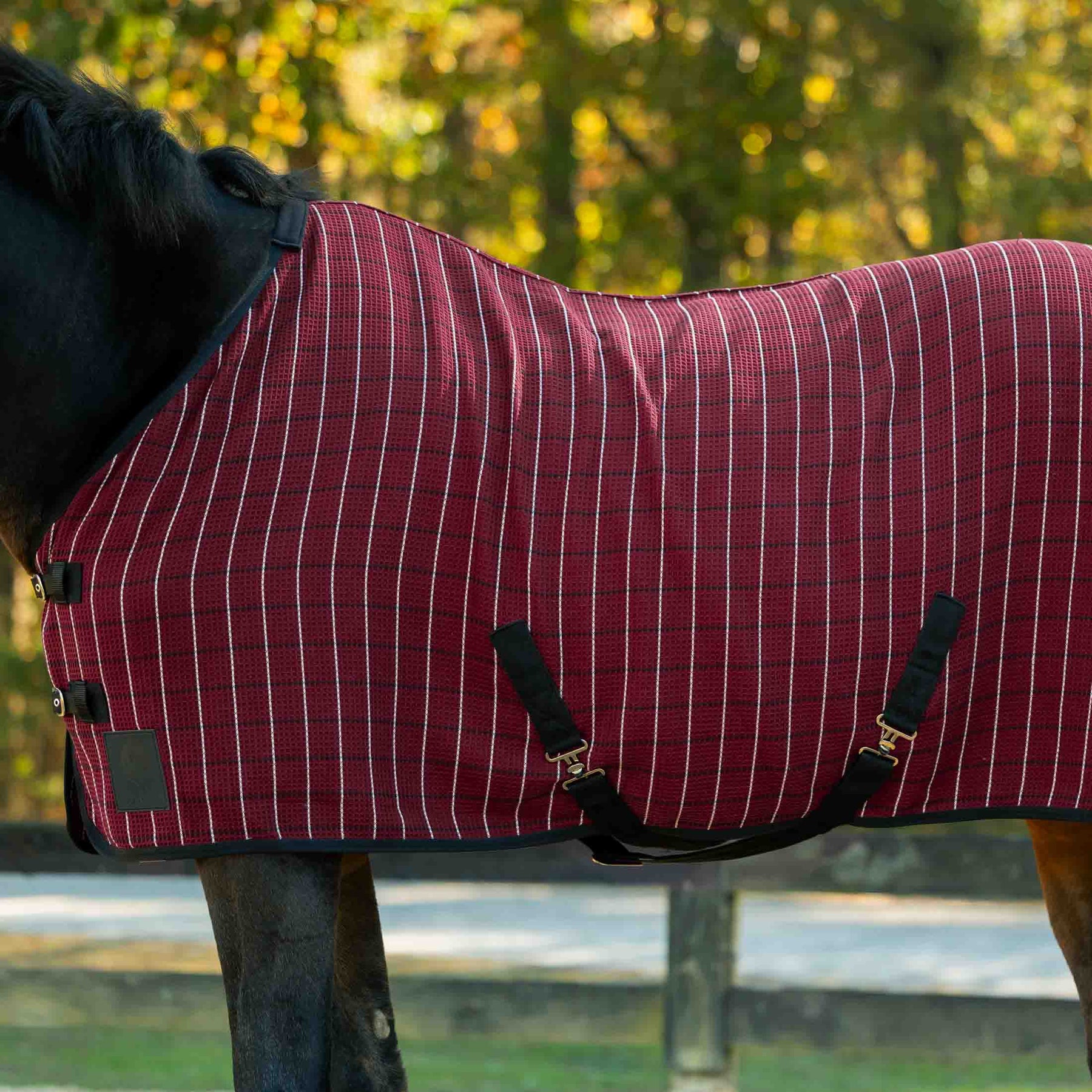 Black Equinavia Luftig Waffle Cooler white standing in an outdoor arena