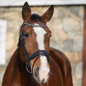 Front view of a bay horse wearing the black Horze Montrose Dressage Bridle while standing in front of a stone wall