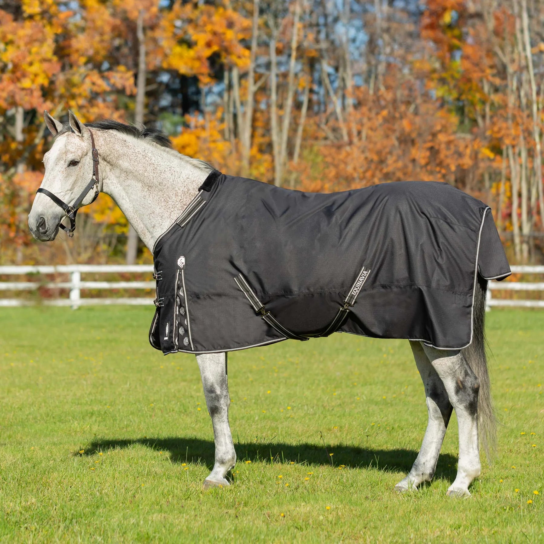 Side view of a horse wearing the Black Equinavia Norse Turnout Blanket outdoors in a pasture